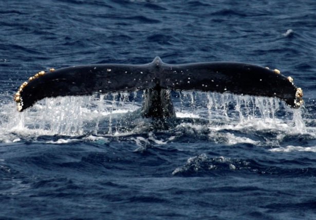 A humpback whale breaches the surface off the southern Japanese island of Okinawa on Feb. 13, 2007. (Issei Kato/Reuters)