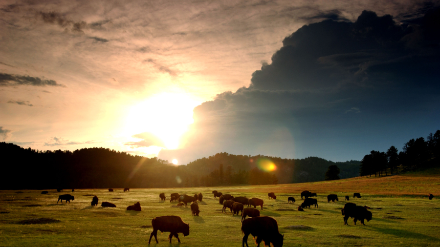 Bison Restored to Native American Lands