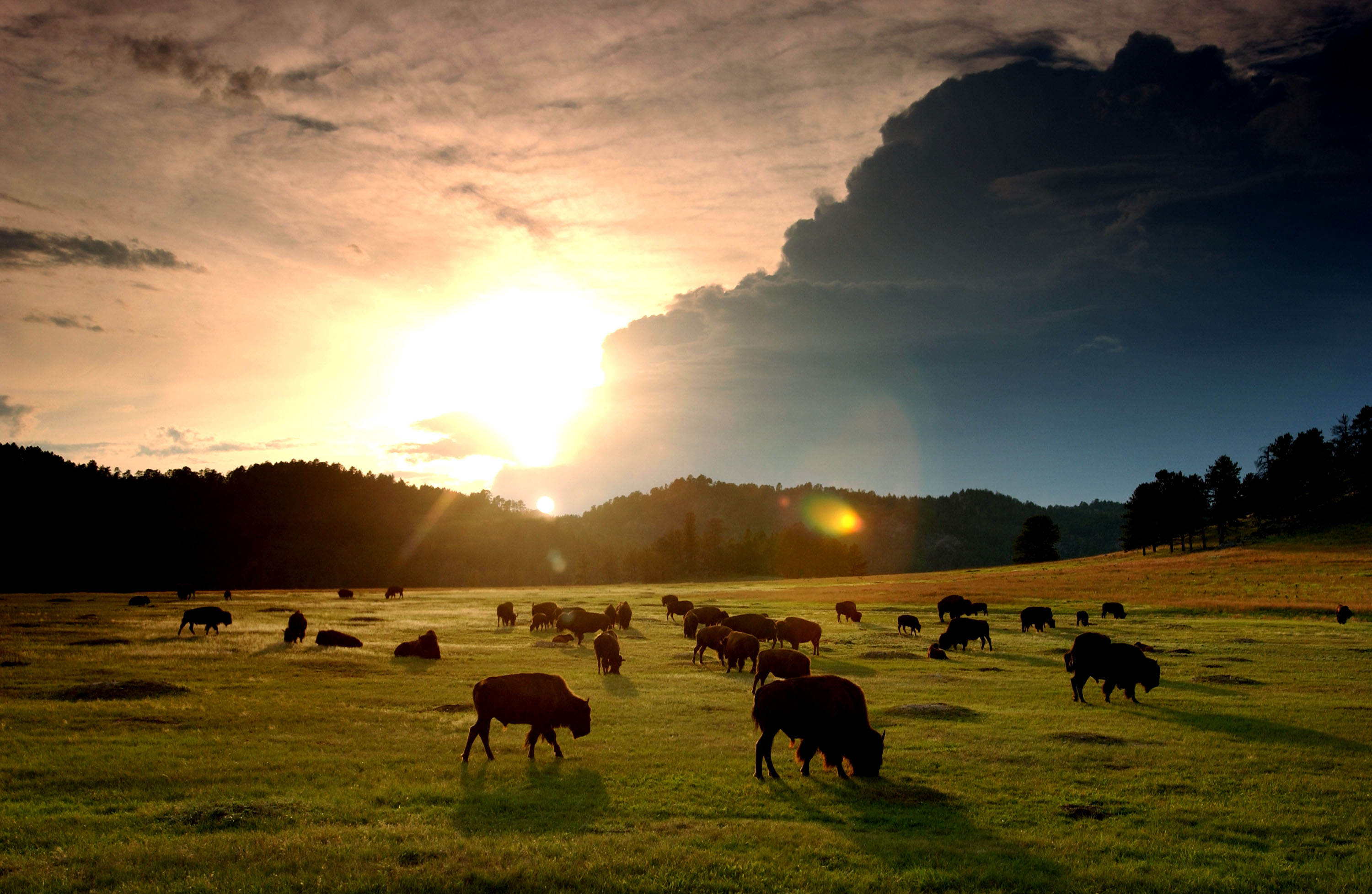 Bison Restored to Native American Lands