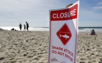 California Swimmer Describes Seeing Shark Attack Her