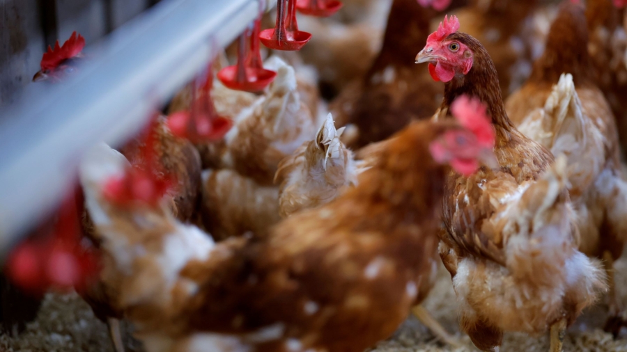 France Orders Poultry Indoors as Bird Flu Risk Level Raised to ‘High’