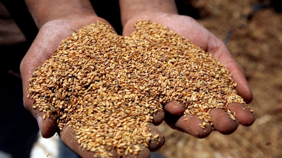 Open Sesame! 5 Benefits of the Super Seed