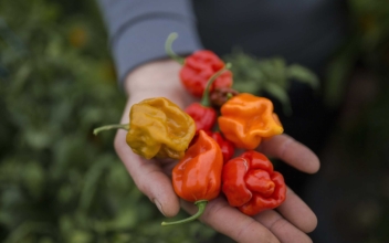 French Chocolate Features Carolina Reaper