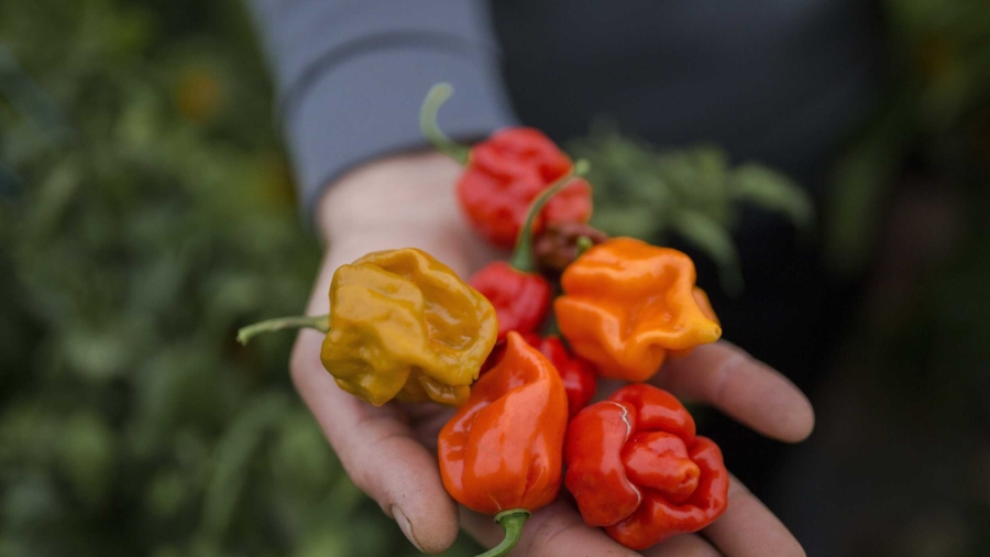 French Chocolate Features Carolina Reaper