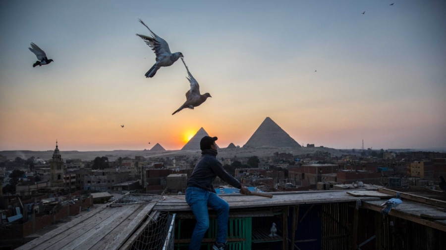 Dog Fever in Egypt Boosts Pet Care Industry