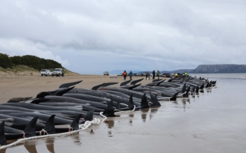 Researchers Study Beached Pilot Whale Samples