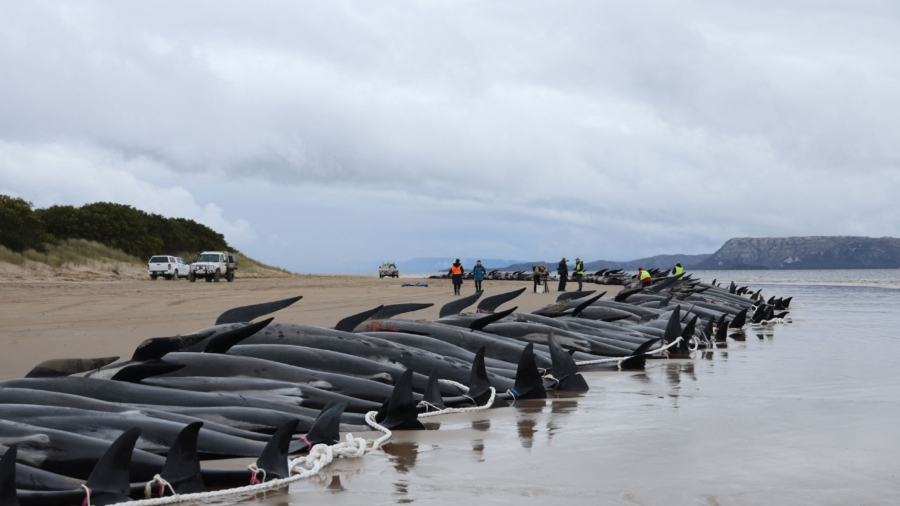Researchers Study Beached Pilot Whale Samples