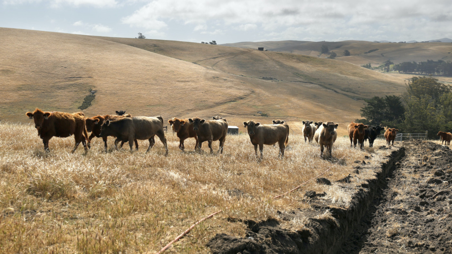 American Beef Welcome in Australia Again