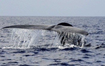Chile: Hi-Tech Buoys Protect Migrating Whales