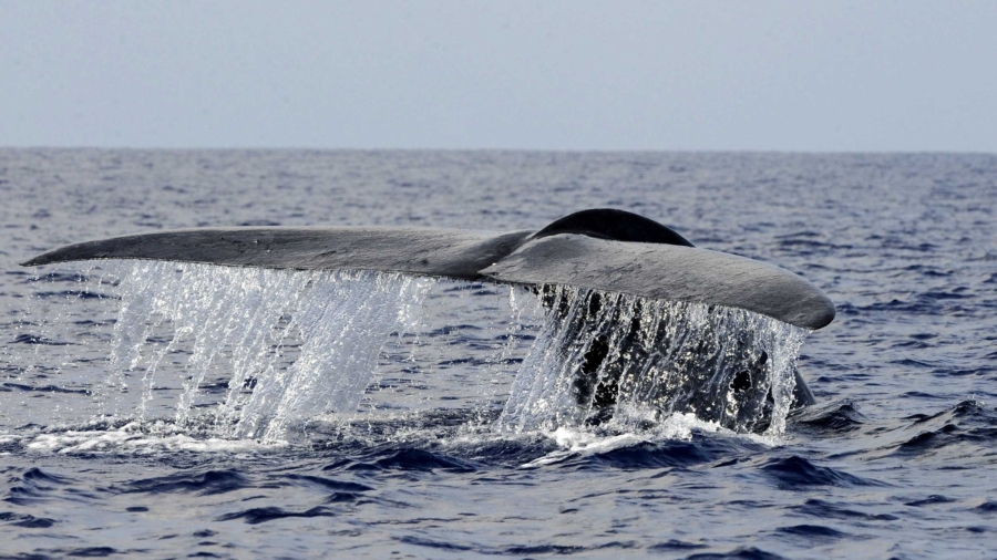 Chile: Hi-Tech Buoys Protect Migrating Whales