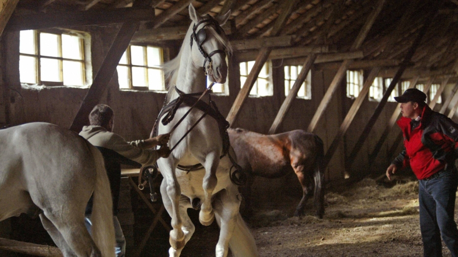 Lipizzan Breeders Hope for UNESCO Status