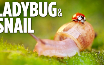 Cute Ladybug & Snail Friendship in Macro | Simple Happiness Episode 29