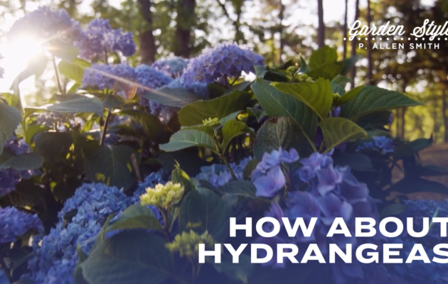 How About Hydrangeas | P. Allen Smith Garden Style