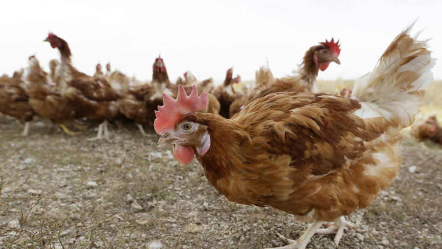 Bird Flu Prompts Slaughter of 1.8 Million Chickens in Nebraska