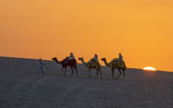 World Cup Tourists Put Strain on Qatar’s Camels