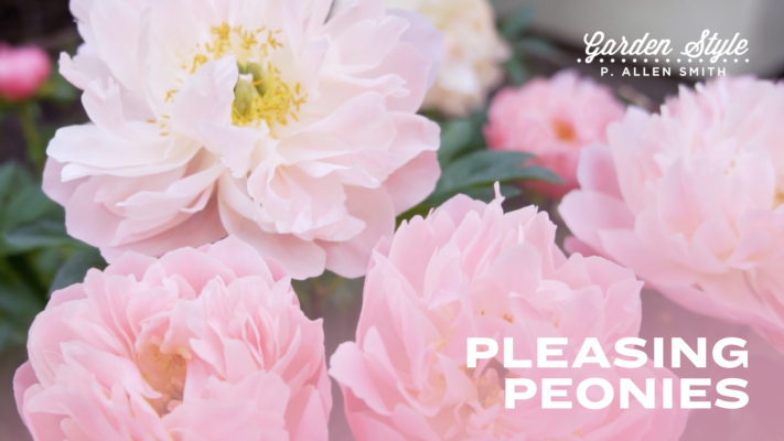 Pleasing Peonies | P. Allen Smith Garden Style