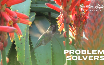 Problem Solvers | P. Allen Smith Garden Style
