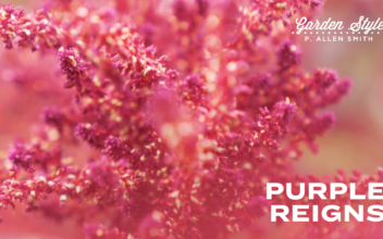 Purple Reigns | P. Allen Smith Garden Style