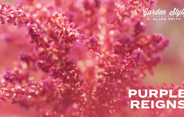 Purple Reigns | P. Allen Smith Garden Style