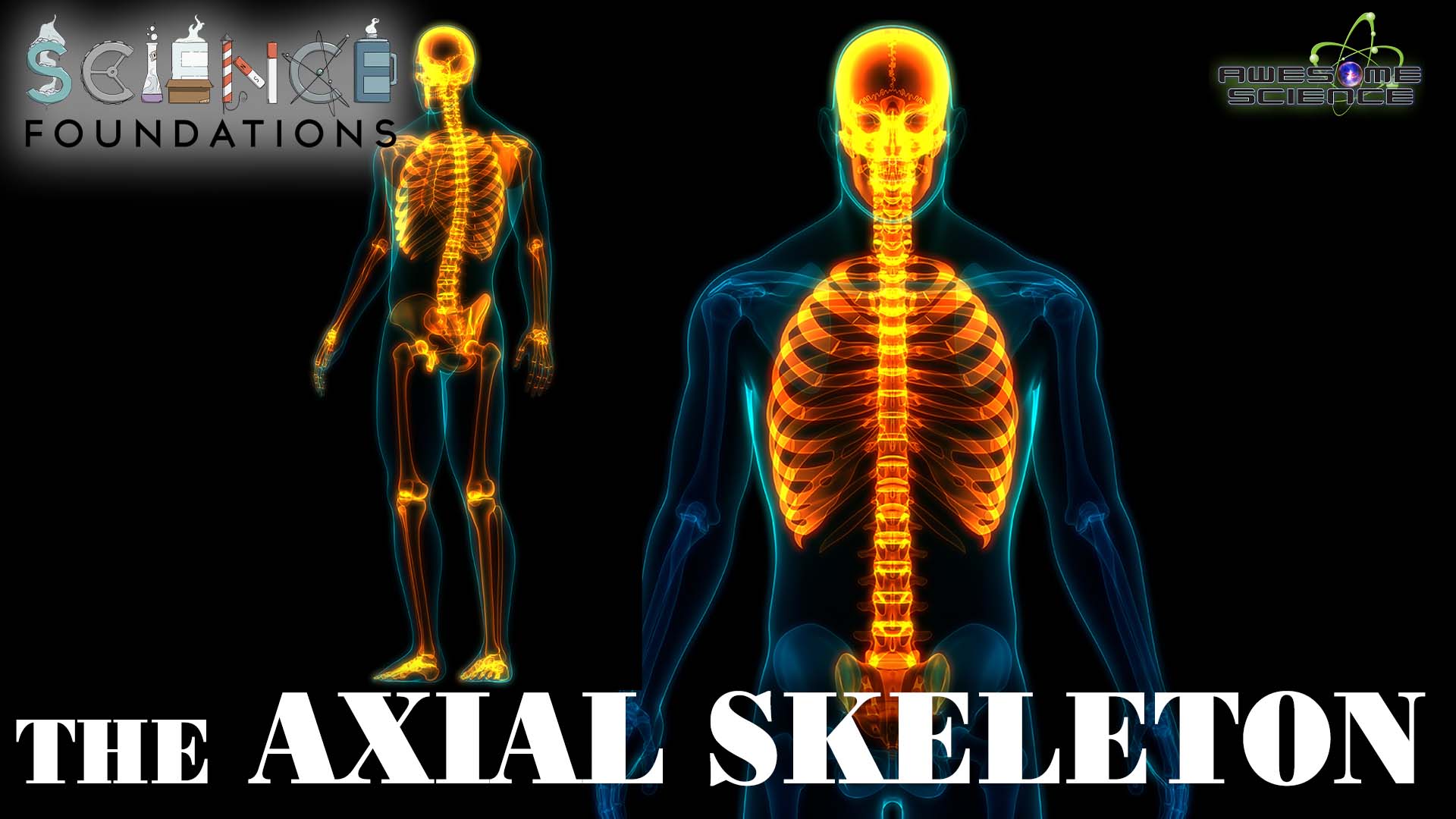 Science Foundations (Episode 13): Bones that Make up the Axial Skeleton