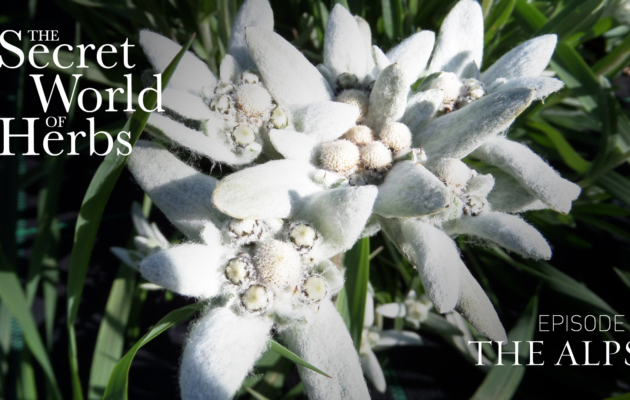 The Secret World of Herbs: In the Alps (Episode 1)