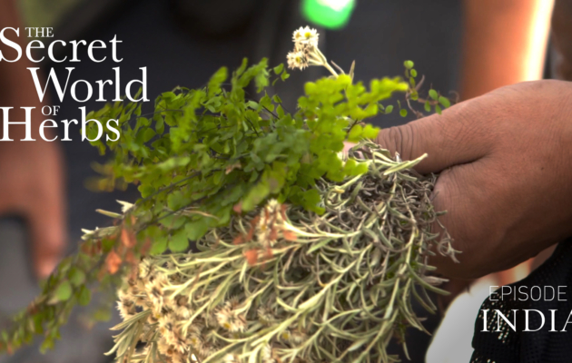 The Secret World of Herbs: In India (Episode 3)
