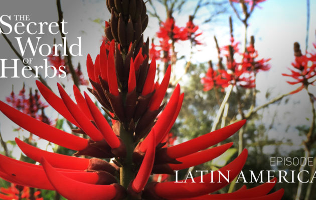 The Secret World of Herbs: In Latin America (Episode 4)