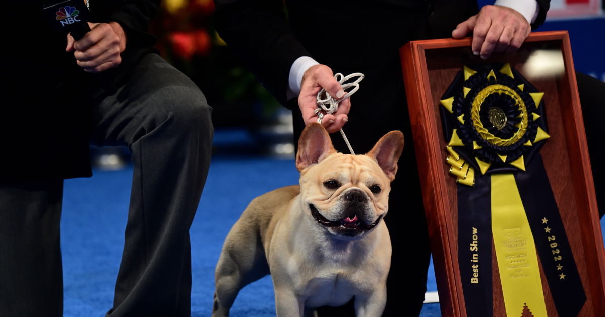 French Bulldog Wins Top Prize at National Dog Show TrendRadars