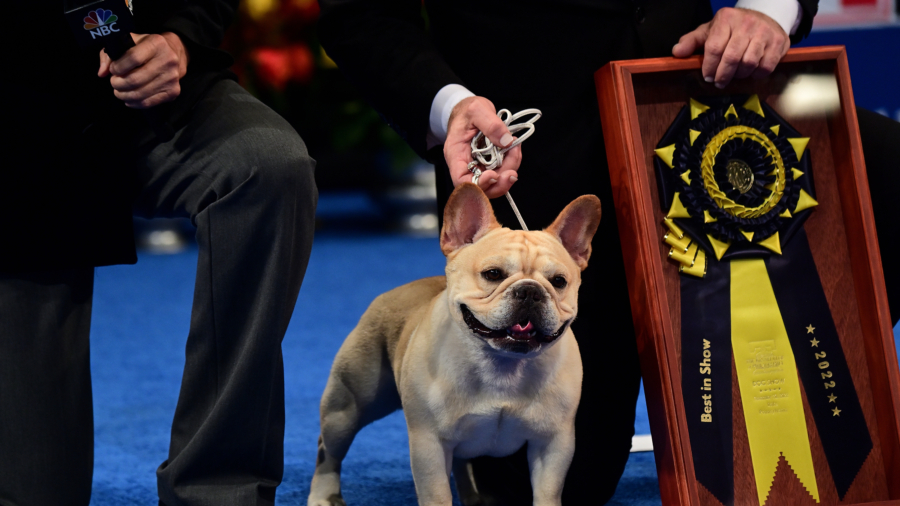 French Bulldog Wins Top Prize at National Dog Show