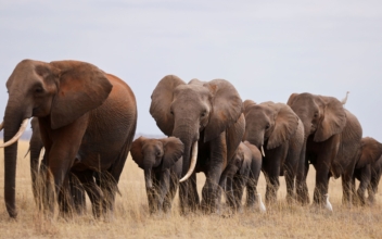 Drought Has Killed 205 Kenyan Elephants in 10 Months, Minister Says