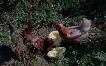 Chickens Replace Traditional Equipment at Community Farm