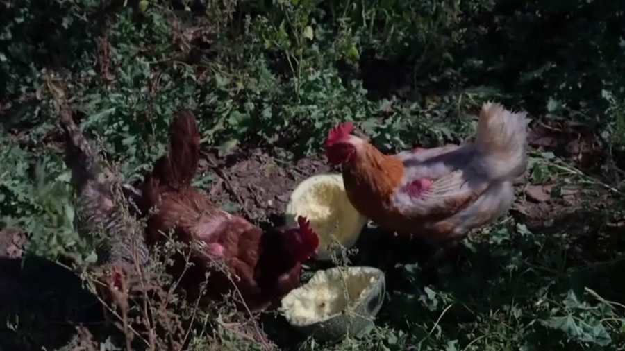 Chickens Replace Traditional Equipment at Community Farm