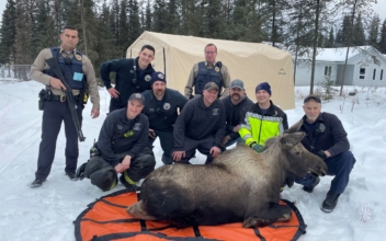 Alaska Firefighters Help Rescue a Moose Trapped in a Home