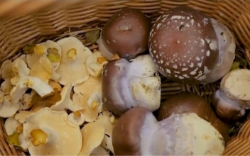 Abundant Mushrooms for French, Swiss Foragers