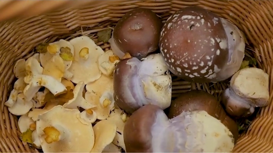 Abundant Mushrooms for French, Swiss Foragers