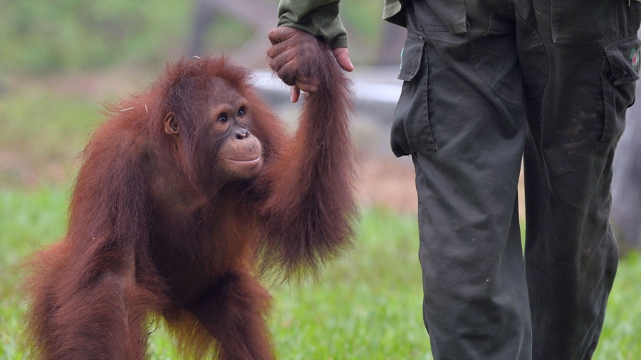 Hundreds of Captive Orangutans Released Into Indonesian Forests