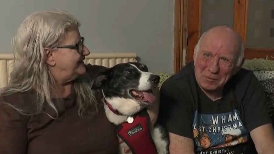 Lost Dog Turns Herself in to British Police