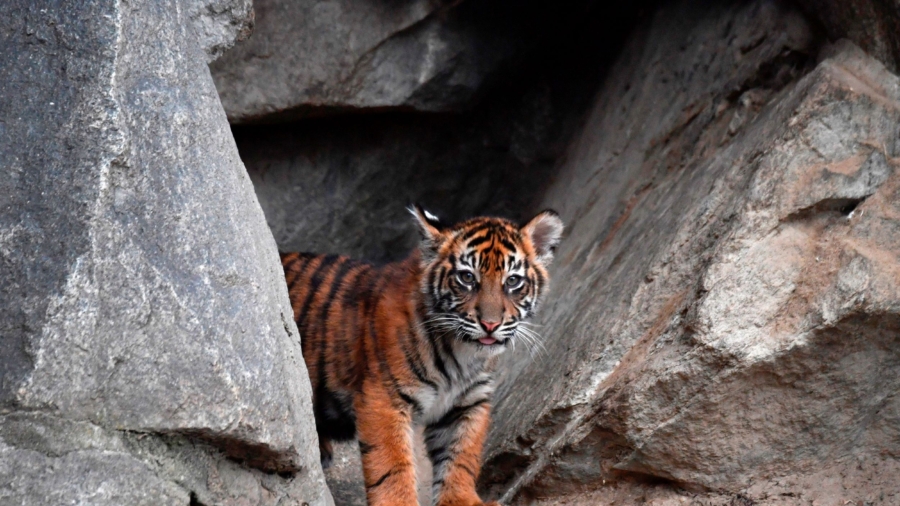 Berlin Zoo Asks Public to Name Tiger Cub Twins