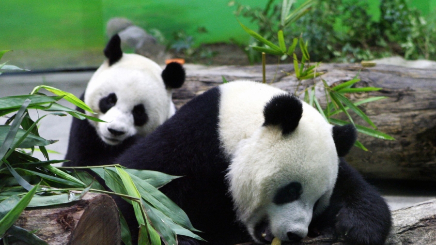 Taipei City Zoo Panda Tuan Tuan Dies Aged 18