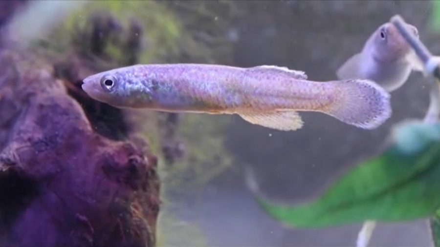 Endangered Topminnow in Need of Habitat