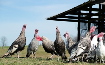 Fowl Play: Large Turkeys Scarce Ahead of Big US Thanksgiving Gatherings