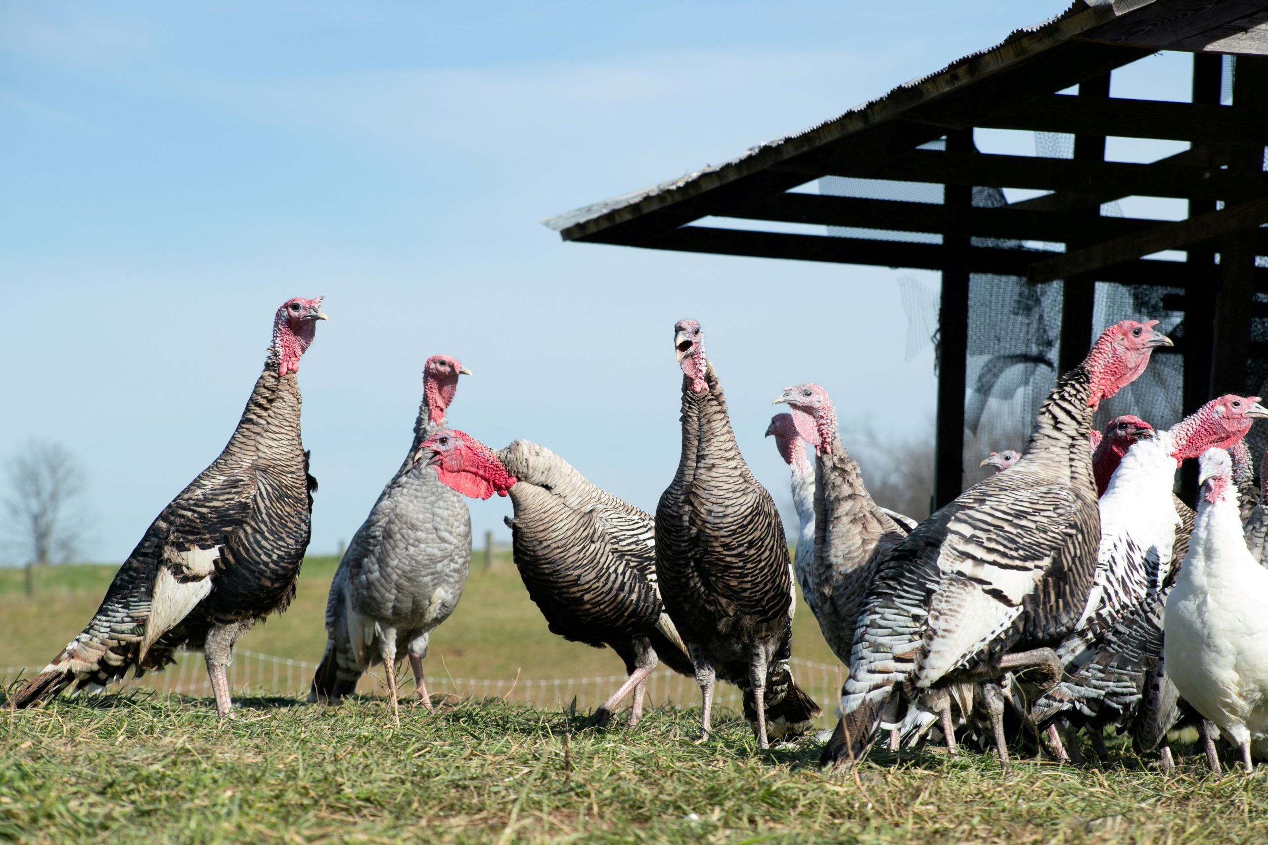 Fowl Play: Large Turkeys Scarce Ahead of Big US Thanksgiving Gatherings