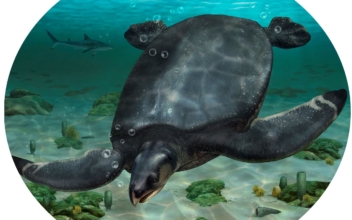 Fossils of Car-Sized Dinosaur-Era Sea Turtle Unearthed in Spain