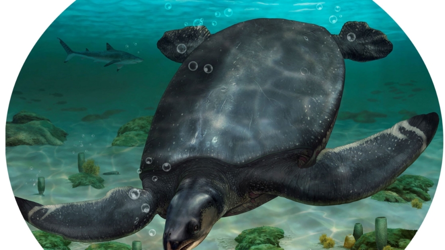 Fossils of Car-Sized Dinosaur-Era Sea Turtle Unearthed in Spain
