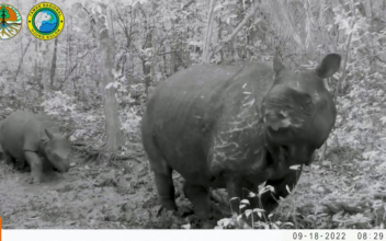 2 Calves of Endangered Javan Rhinos Spotted in Indonesia