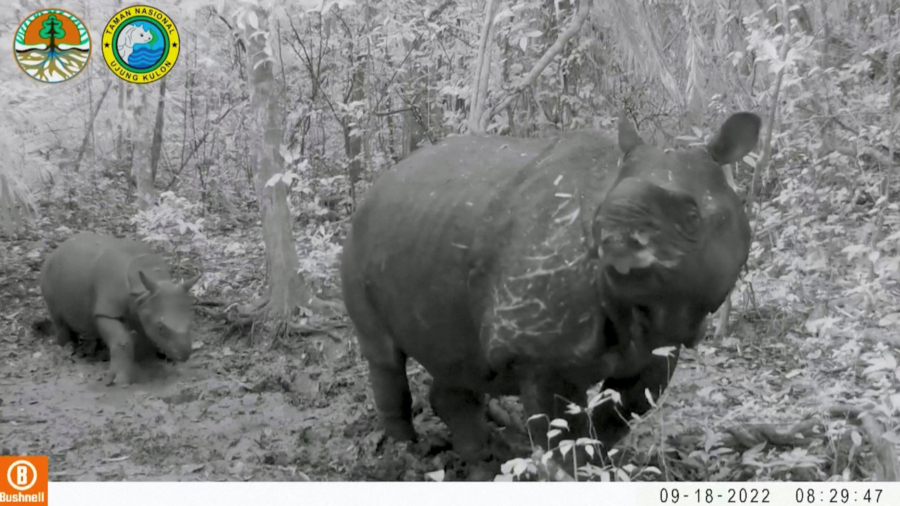 2 Calves of Endangered Javan Rhinos Spotted in Indonesia