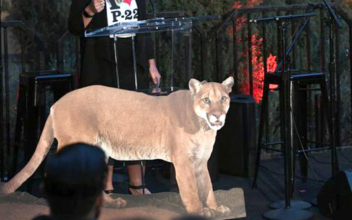 Man Behind P-22 the Mountain Lion’s Twitter Feed Questions Future of Account