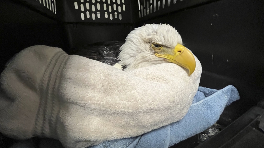3 Bald Eagles Die, 10 Sick After Eating Euthanized Animals