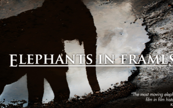 Elephants in Frames
