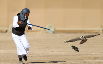 Falconry Tradition Endures as Sport in Qatar